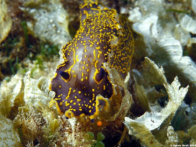 NUD Hypselodoris picta3